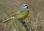 link to black throated finch